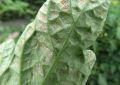 Как спасти рассаду помидоров от паутинного клеща: советы и методы
