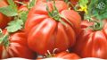 Томат Ругантино F1: Как голландский гибрид завоевывает популярность у дачников