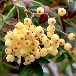 ������ ��� ������ ����: ����� ������, ������� ����� �������� ������� ���