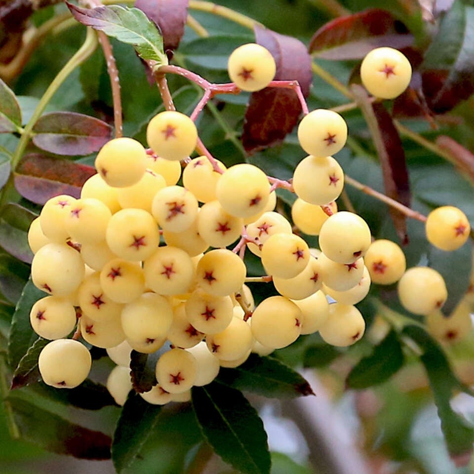 Рябина для вашего сада: шесть сортов, которые будут радовать круглый год