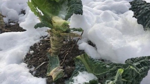 Оставить корни, чтобы сэкономить усилия: три поразительных открытия в садоводстве