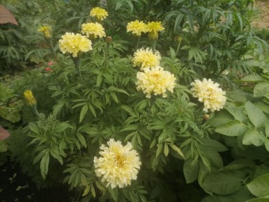 Когда сеять бархатцы