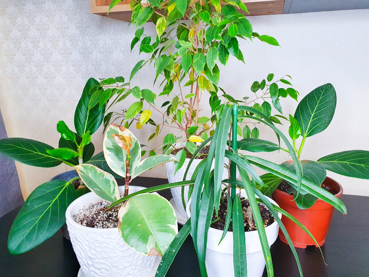 Фикусы: удивительные особенности и странности популярных растений