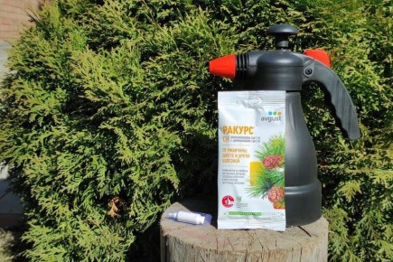 ����������� ������ ��������: ��� ������������ "������" �� ��������