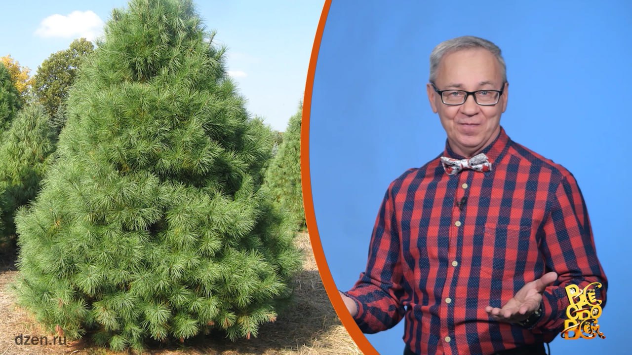 Всё обо всём. Чёрная смородина в США. Выпуск от 04.03.26 Всё обо всём. Чёрная смородина в США. Выпуск от 04.03.26