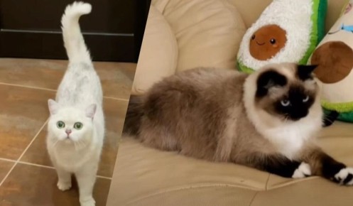 ��� �� ����� ���� ������� ���: ����� ��� ���� ������