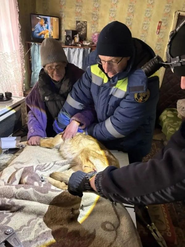 В Новокузнецке спасатели освободили собаку