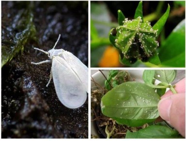 ��� �������� ����������: ������ ��� ���������