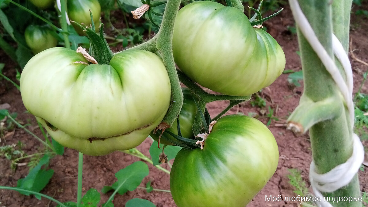 Органические удобрения или минеральные: чем лучше кормить томаты?