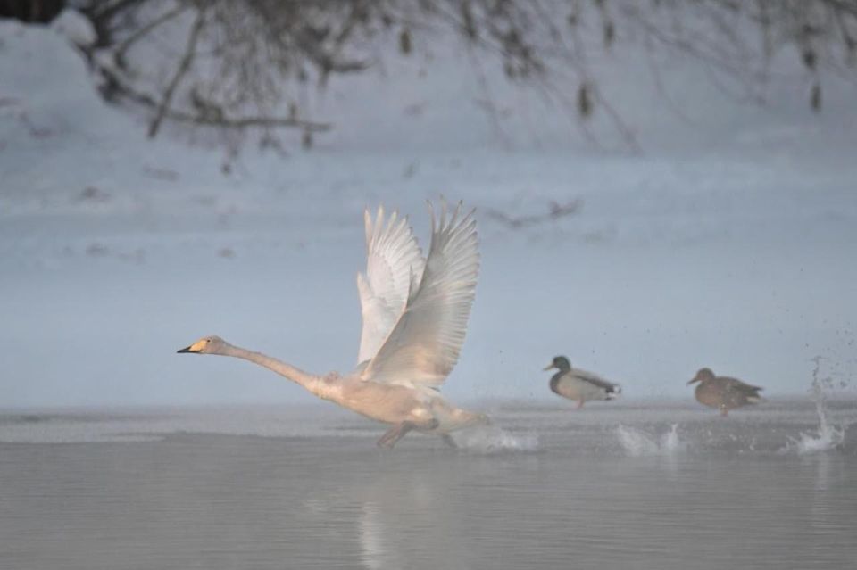 Грация на воде. Редкого для Кузбасса лебедя-кликуна заметили в Новокузнецком округе