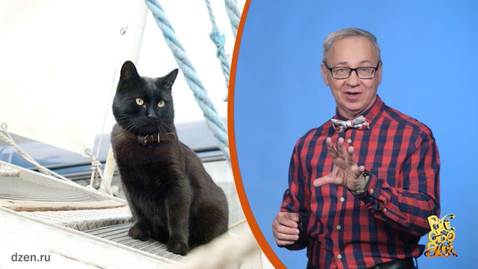 Всё обо всём.Корабельные коты. Выпуск от 10.03.26