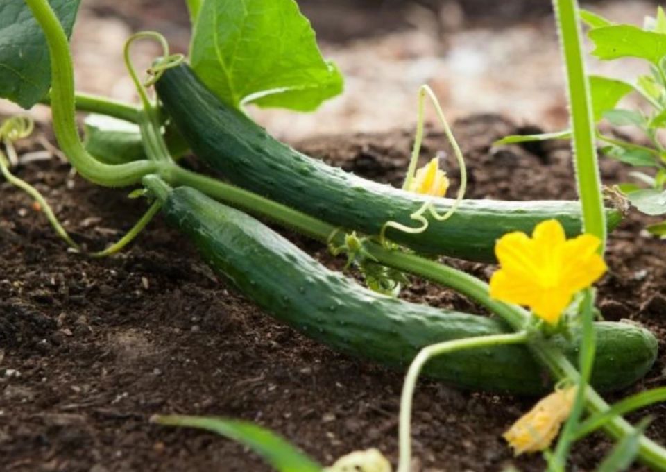 ������������� ������: ����� �����, ������� �������� �����������