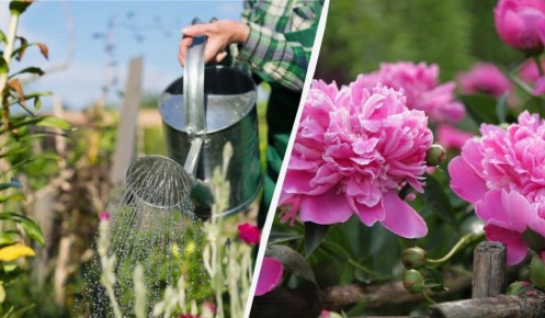 ��� ����� ��������� ������ ���� �����: ������ �� ����� ������