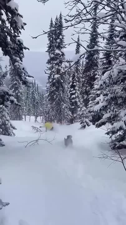 Доброе утро! Сегодня в Кузбассе облачно с прояснениями, небольшой снег, местами метели, на дорогах гололедица