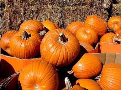 Как вырастить идеальную тыкву без лишних усилий