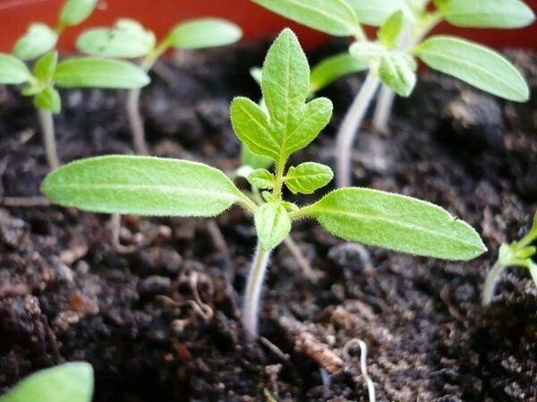 ����� ����� ���������� ������� �������: ������� ��������� �����