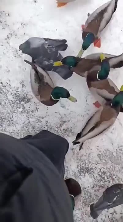 ����� �� ������������ ������ ����� ����!