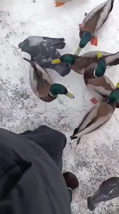 Птице из Новокузнецка срочно нужна пища!