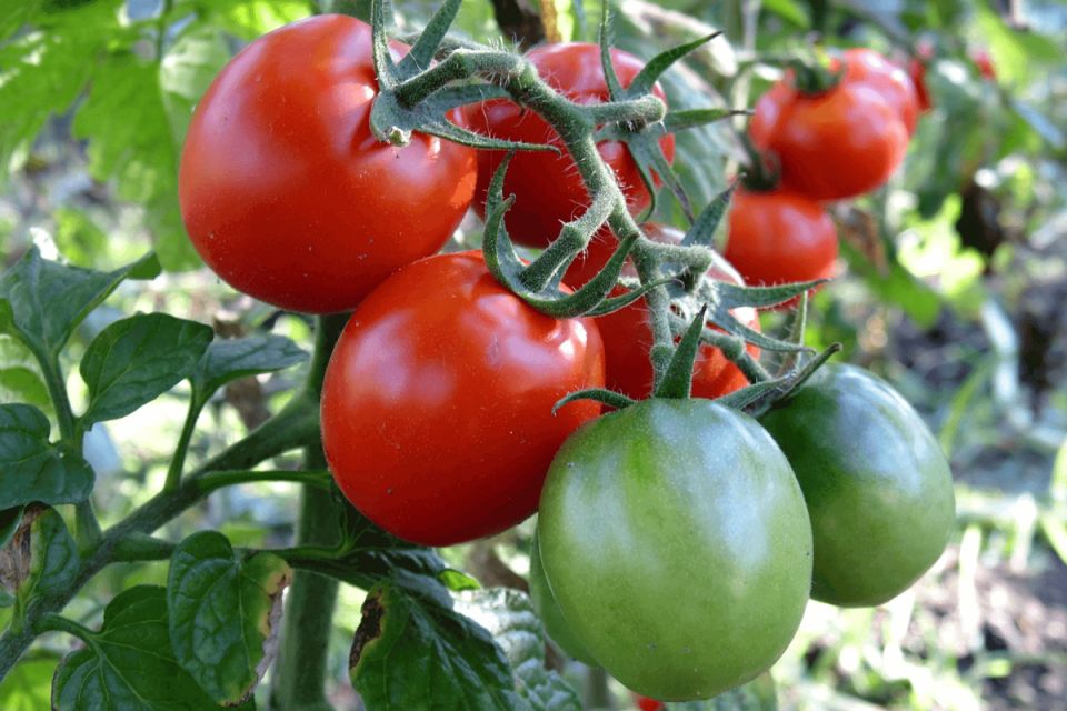 ���������� ������ ��������� ��� �������, ������� ������� ��� ������