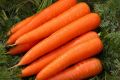 Морковь Виктория: секреты успешного выращивания и необычные преимущества