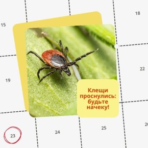 По данным Роспотребнадзора активность клещей начинается в третьей декаде марта, а это значит, что пора подготовиться
