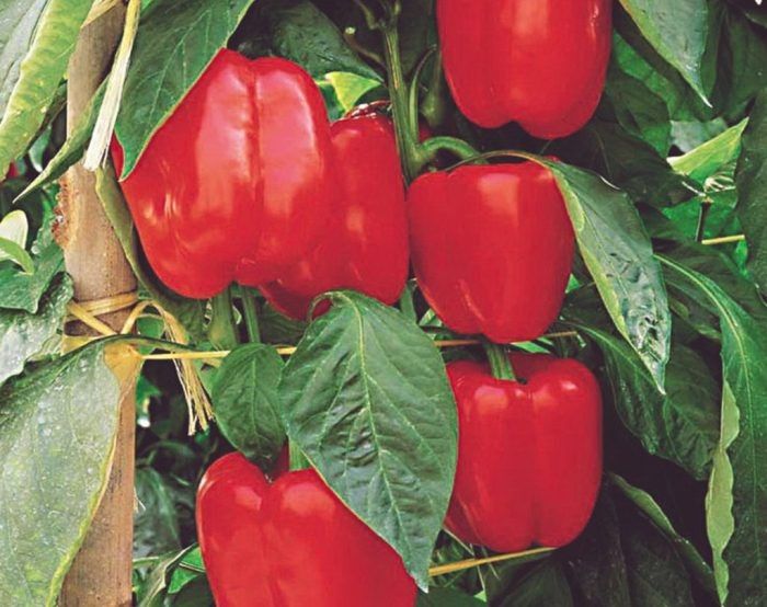 Перец Мазурка: ранний и крупный гибрид для теплиц