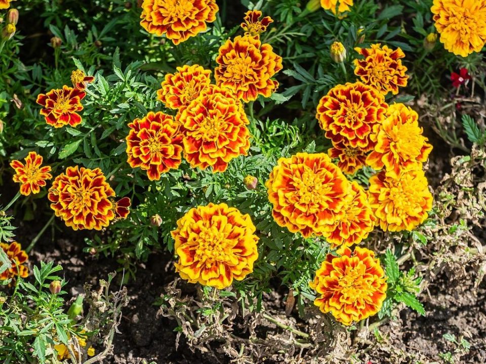 ��������: ���� ��������� �� ������� ����������