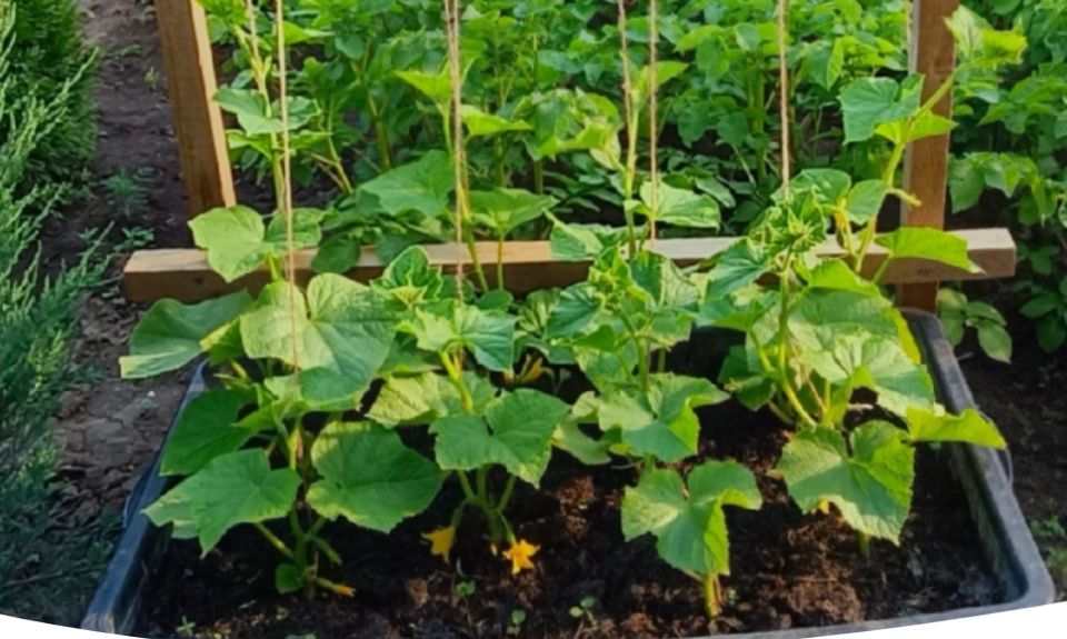 Выращивание огурцов в бочках: секреты, которые удивят даже опытных садоводов