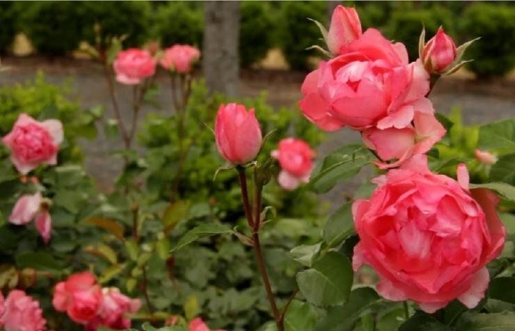 ��� ��������� ������� ���� � �������: ������ �������� ��������