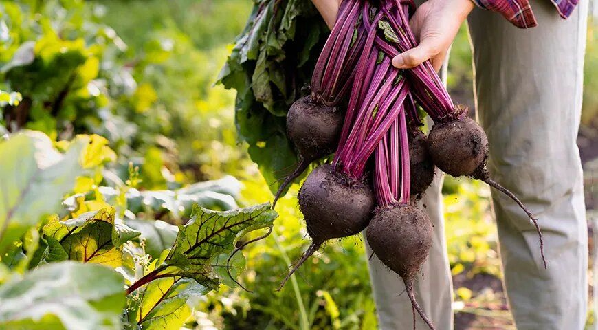 ������ �� �������� ������: ��� ��������� �������� ���������� �� ������ �����