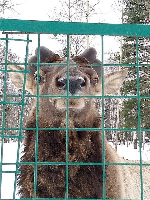 Маралов без "короны" показали в Кузнецком Алатау