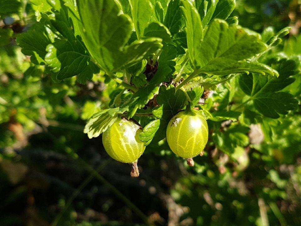 ��� ��������� �������� ���������: ������ ��� ���������� ���������