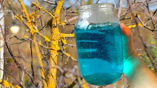 Как правильно защитить сад: осенняя обработка для здоровья растений