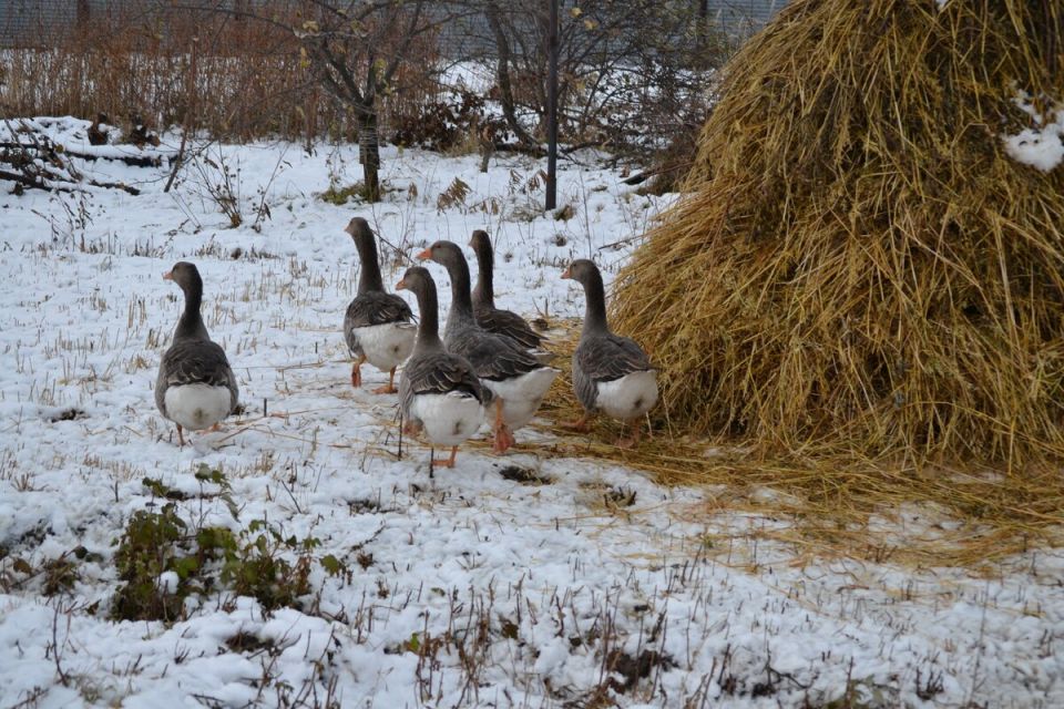 ��������� ������ ������ � ����������: ���� � �������