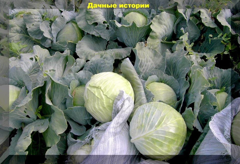 ��� ��������� ������������� ������� ��� �������� �������