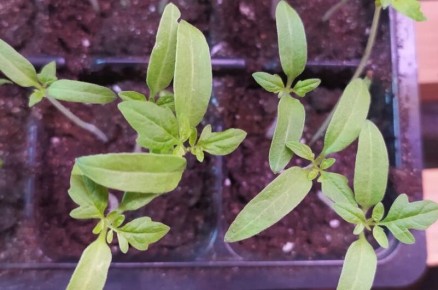 ��� ���������� ������� �������: ������� ������� ������ � �������