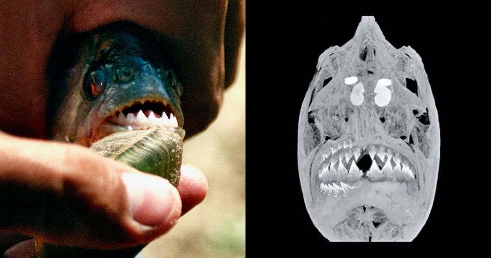 ����� �����: ���������� ����� �� ���� ������� � ��������