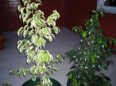 Фикус Бенджамина: секреты успешного ухода и размножения