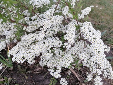 Топ-3 популярных сортов спиреи для вашего весеннего сада