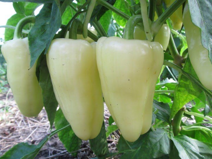 Как добиться богатого урожая перца: три эффективные хитрости