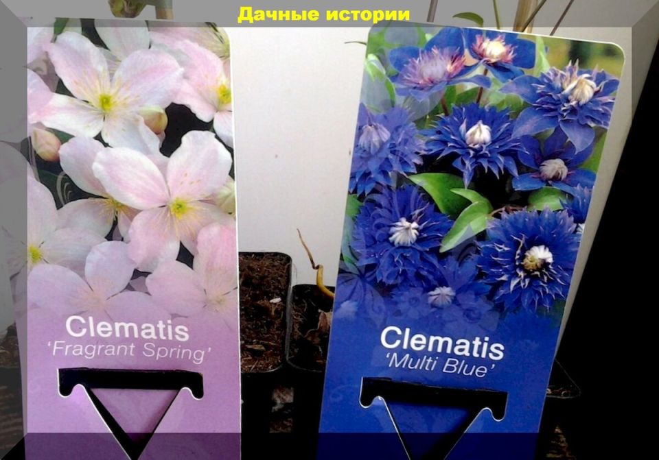 ��� ��������� ��������� �� ������� � �����: ������ ��� ���������