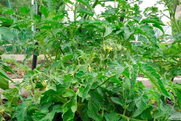 ��� � ������� ������: �������, ����������� � ������� �����