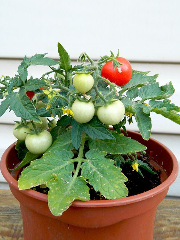 ����������: ����-������, ������� �������� ���������� � ����� ������ ����