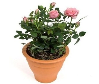 Выращивание роз в горшке: секреты домашнего ухода за любимым цветком