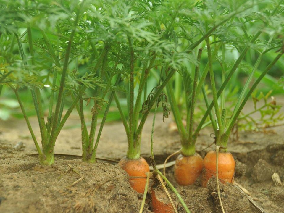 ������ ��� �������: ���������������� �������, ��������� ���������� ������