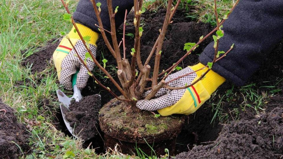 ��� ��������� ����������� ����� ��� �������� ������� ��������