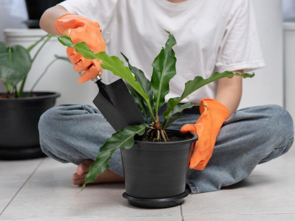 ������ ������� �����: ��� ��������� ������������� ��������� ��������