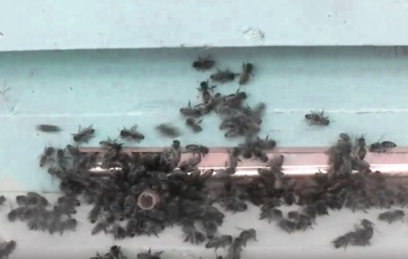 �����-�������: ��� �������� ���� ���� �� ��������� � �������