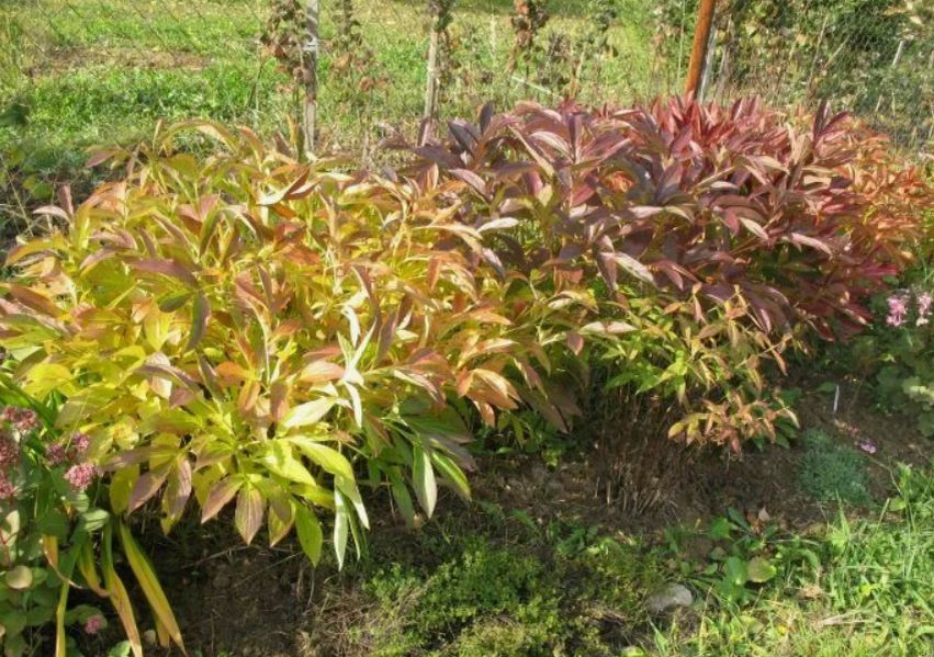 Уход за пионами в августе: советы и рекомендации для настоящих ценителей