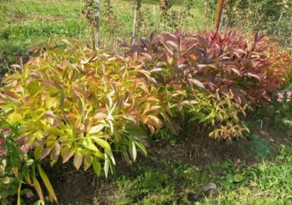 ���� �� ������� � �������: ������ � ������������ ��� ��������� ���������